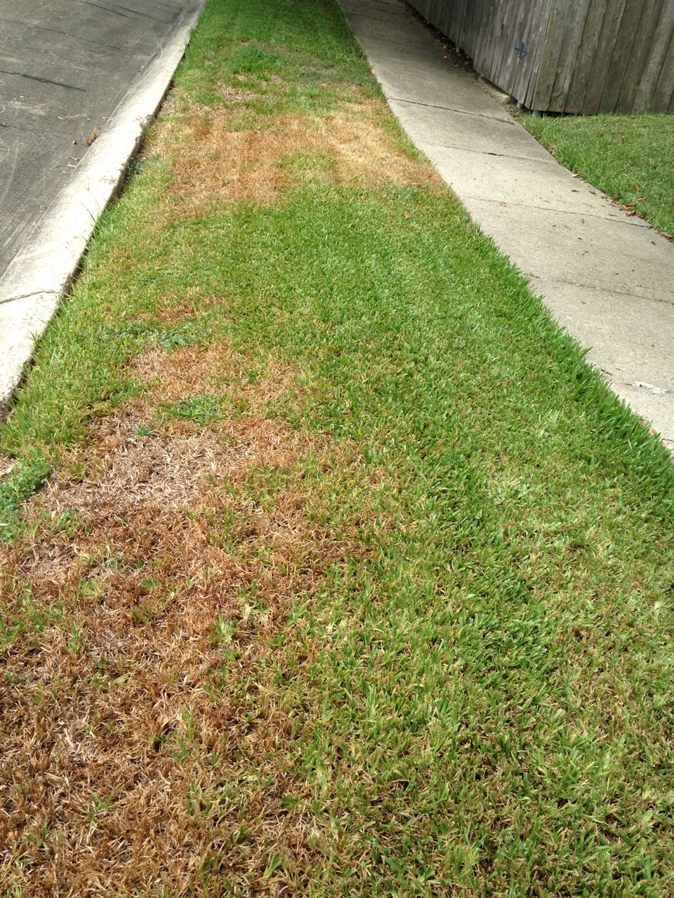 lawn chinch bugsjpg.jpg thumbnail